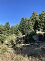 Greek firs on the slopes of Mount Erymanthos.