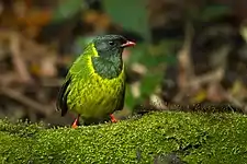 Green-and-black fruiteater