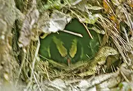 An incubating bird in its domed nest, Uganda