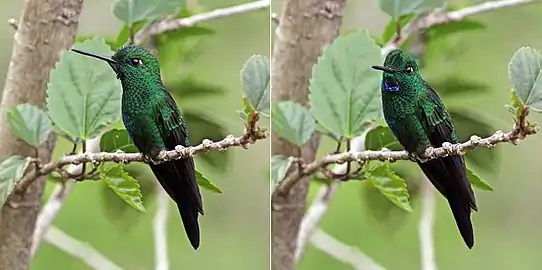 Composite showing effect of light reflection on the color of male H. j. henryi's gorget, Mount Totumas cloud forest, Panama