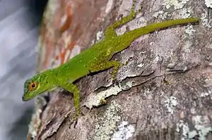 Bark anole