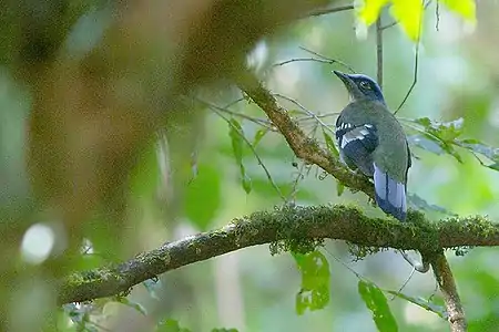 Green cochoa (Cochoa viridis)