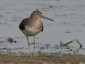 Wintering adult near Hodal, Faridabad district, Haryana, India