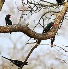 Chattering family group