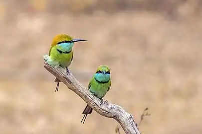 M. o. ceylonicus pair