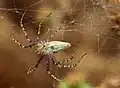 Peucetia viridans, Female, Mason Regional Park, Irvine CA