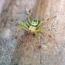 Green orbweaver spider (araneus cingulatus) male