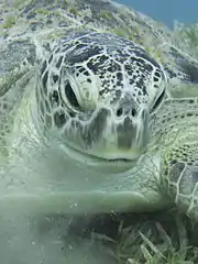 Green sea turtle near Marsa Alam, Egypt