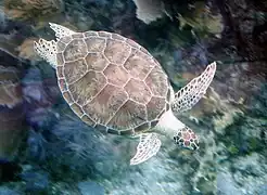 Green turtle