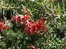 Red flowers in green prickly foliage