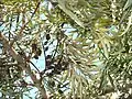 leaves and dry seed pods