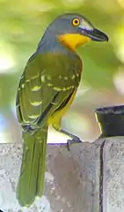 View of the speckled upperpart plumage