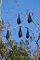 Grey-headed flying foxes in Royal Botanic Gardens, Sydney