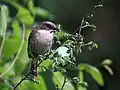 Female with the feed for juveniles at 8,000 ft. in Kullu - Manali District of Himachal Pradesh, India