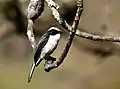 Male Grey Bushchat at Sattal India