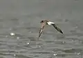 Bird at Krishna Wildlife Sanctuary, Andhra Pradesh, India