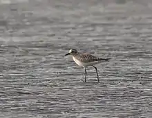 Playero cabezón(Pluvialis squatarola)