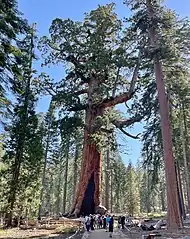 Grizzly Giant (Yosemite National Park)