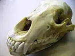 A grizzly bear's skull with the left infraorbital foramina clearly visible