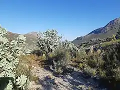 Protea trees and indigenous fynbos