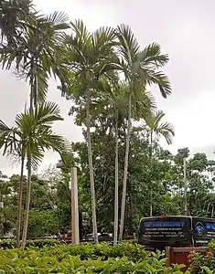 Group of mature trees in Miami Florida