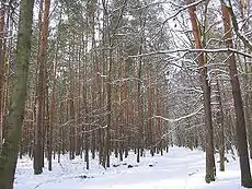 Grunewald in winter