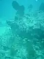 A school of grunts and some soft corals at 9-foot Stake reef