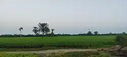 Rice Field at Haji Abdullah Shah