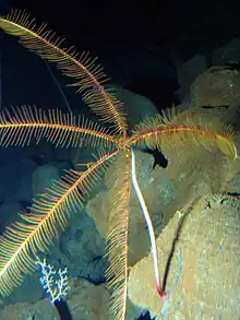 "Guillecrinus neocaledonicus" on the outer SW flank of Vailulu'u, American Samoa