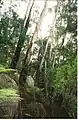 White ash on Gulaga