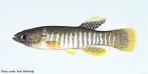 Gulf killifish (Fundulus grandis), male, Dixie Co., Florida.