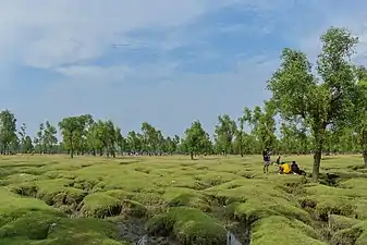 Guliakhali Sea Beach