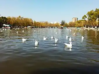 Wintering gulls