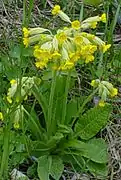 Cowslip