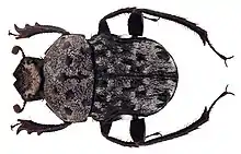 Gymnopleurus gemmatus