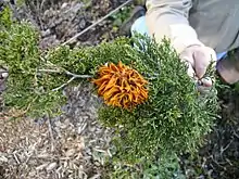 Gall on conifer Juniperus virginiana caused by Gymnosporangium (Pucciniales)