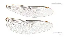 Male wings