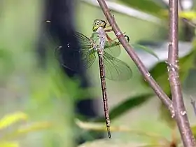 Grey duskhawker side view from below