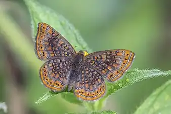 Detritivora gynaeaGynaea metalmark, Colombia