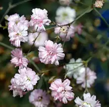 a pink-flowered double-petalled cultivated form