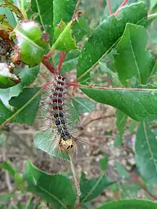 Larva (caterpillar) eating leaves