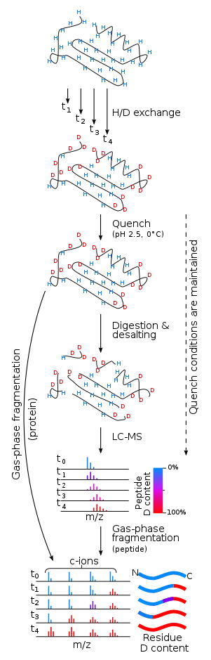 An illustration of an experimental workflow in hydrogen/deuterium exchange measured by mass spectrometry.