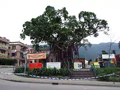 Hong Kong Well-wishing Festival involves locals throwing their wishes onto a wishing tree.