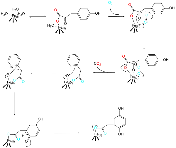 Proposed Reaction Mechanism of HPPD