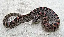 Southern hognose snake