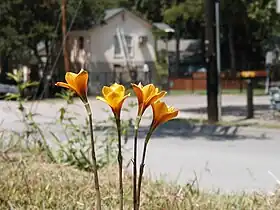 Growing in Denton, Texas, USA