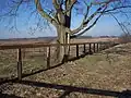 Mature tree in winter in Kentucky