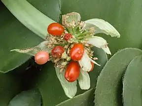 Mature fruits