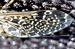 Wing detail