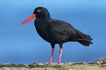 Sooty oystercatcher